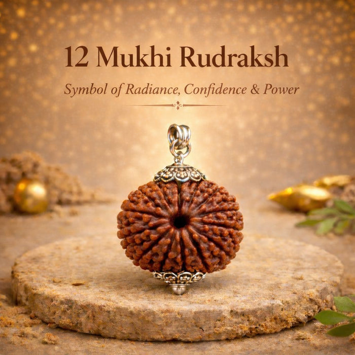 12 Mukhi Rudraksha (Government Lab Certified)